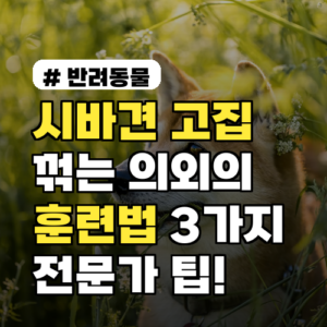 시바견 고집 꺾는 훈련법 3가지! 전문가 팁으로 해결해요