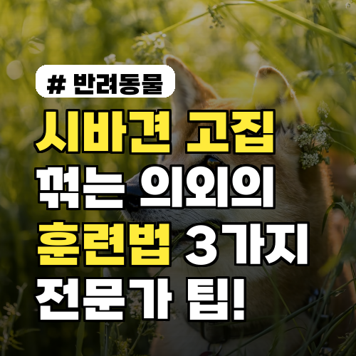 시바견 고집 꺾는 훈련법 3가지! 전문가 팁으로 해결해요