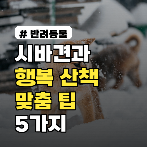 시바견 산책, 독립적인 반려견 맞춤 팁 5가지로 행복하게!