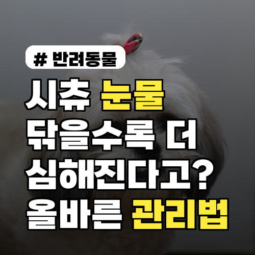 시츄 눈물 자국, 닦을수록 악화? 올바른 관리법 5가지