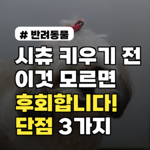 시츄 키우기 전 필수! 의외의 단점 3가지와 해결책