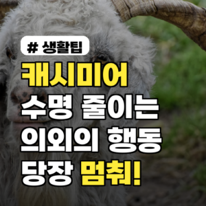 캐시미어머플러 수명, 1/10 줄이는 의외의 행동 3가지!