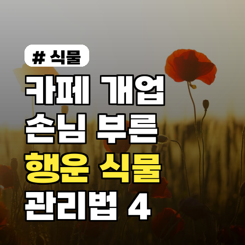 카페 개업화분: 손님 부르는 행운 식물 관리 꿀팁 4가지