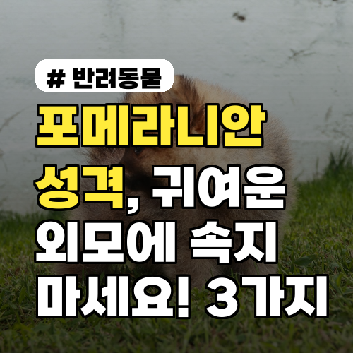 포메라니안 성격, 귀여움 뒤 숨겨진 진짜 모습 3가지