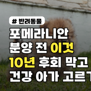 포메라니안 분양 전 필독! 건강한 아가 선택 가이드