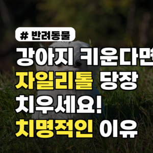 강아지 자일리톨, 왜 치명적일까요? 위험한 이유와 대처법