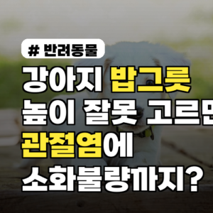 강아지 밥그릇 높이, 관절염과 소화불량 예방 가이드