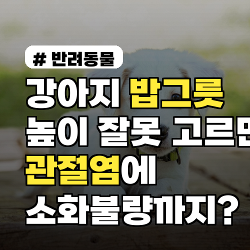 강아지 밥그릇 높이, 관절염과 소화불량 예방 가이드