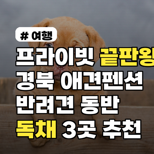 경북 애견펜션, 반려견 동반 독채 3곳 완벽 추천!