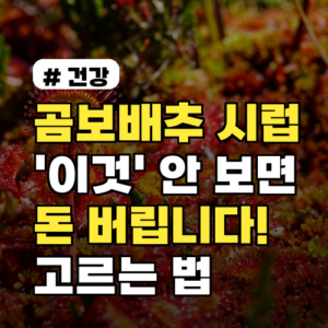 곰보배추 시럽, 실패 없이 고르는 핵심 비법은?