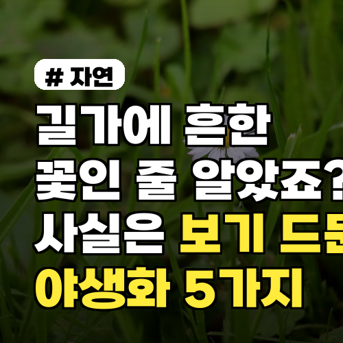 길가에 흔한 줄 알았죠? 보기 드문 야생화 꽃 5가지