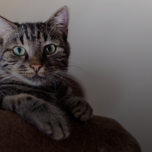 집고양이 수명 두 배 늘리는 법? 의외로 이것만 해도 가능!