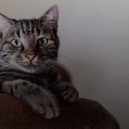 집고양이 수명 두 배 늘리는 법? 의외로 이것만 해도 가능!