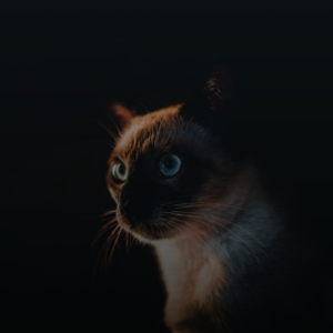 샴고양이 수명 더 오래! 품종별 관리 비법 이것 놓치지 마세요