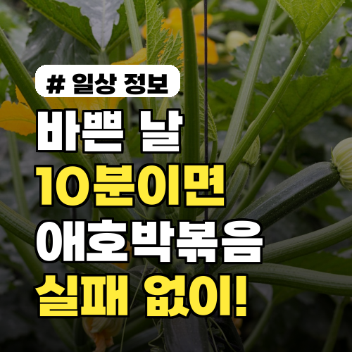 바쁜 날 10분이면 뚝딱! 실패 없는 애호박볶음 레시피