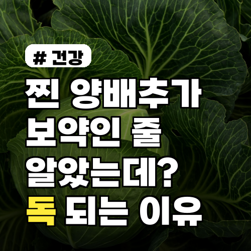 찐 양배추가 보약인 줄 알았는데? 잘못 먹으면 오히려 독 되는 이유