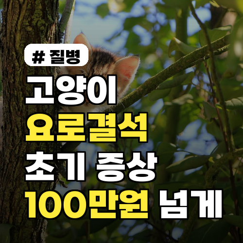 고양이 요로결석, 초기 증상 놓치면 100만원 넘게 깨집니다!