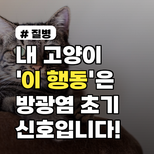 내 고양이 '이 행동' 한다면 방광염 초기 신호! 놓치면 큰일 납니다