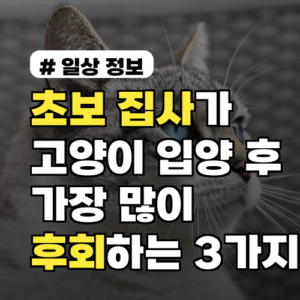 초보 집사가 고양이 입양 후 가장 많이 후회하는 3가지