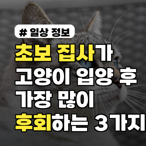 초보 집사가 고양이 입양 후 가장 많이 후회하는 3가지