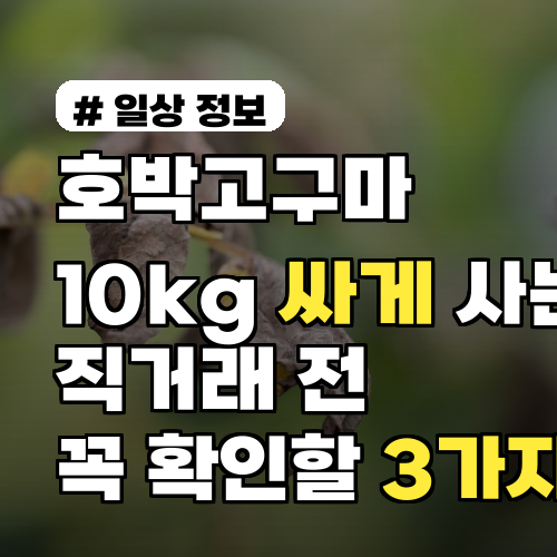 호박고구마 10kg, 싸게 사는 법! 직거래 전 꼭 확인할 3가지