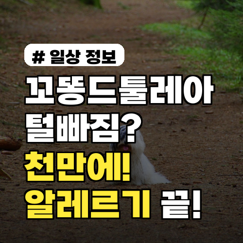 꼬똥드툴레아 털빠짐? 천만에! 이것만 알면 알레르기 걱정 끝