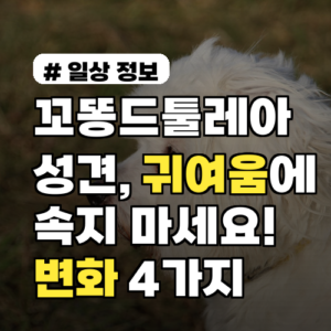 꼬똥드툴레아 성견, 귀여움에 속지 마세요! 꼭 알아둘 변화 4가지