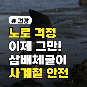 노로 걱정 이제 그만! 삼배체굴이 사계절 안전한 이유