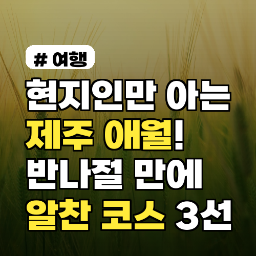 현지인만 아는 제주 애월! 반나절 만에 즐기는 알찬 코스 3선