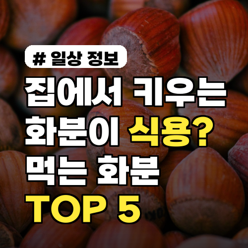 집에서 키우는 화분이 알고 보니 식용? 먹는 화분 TOP 5