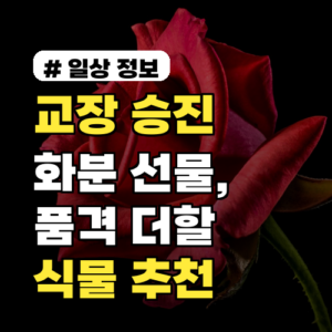 교장 승진 화분, 품격 더하는 성공 기원 식물 3가지 추천