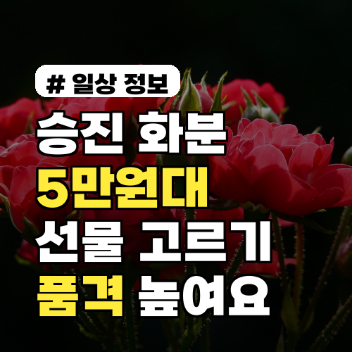 승진 화분 가격, 5만원대로 품격 높이는 선물 고르는 법