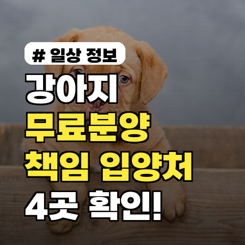 강아지 무료분양 못 찾았다면? 책임감 있는 입양처 4곳