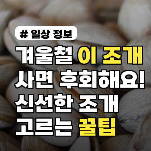 겨울철 '이 조개' 사면 무조건 후회! 신선한 조개 고르는 꿀팁