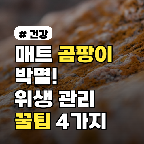 매트 곰팡이 박멸! 2026년 최신 위생 관리 꿀팁 4가지