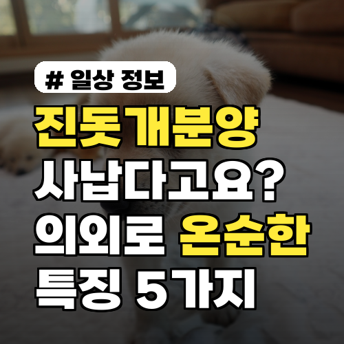 진돗개분양, 사납다고요? 의외로 온순한 진돗개 특징 5가지