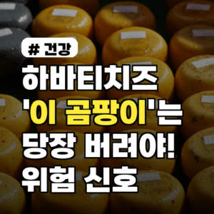 하바티치즈, ‘이 곰팡이’는 당장 버려야! 당신이 몰랐던 위험 신호