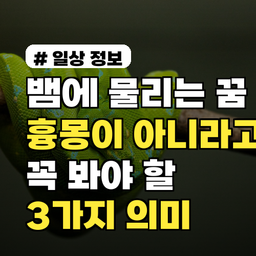 뱀에 물리는 꿈, 흉몽이라고 단정하기 전 꼭 봐야 할 3가지